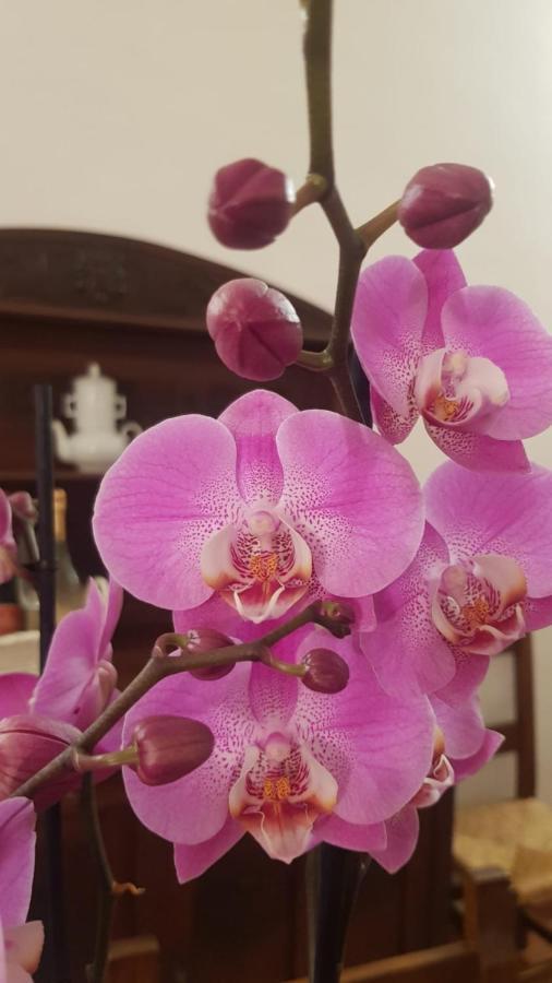Ginevra Casa Vacanze Panzano in Chianti Kültér fotó